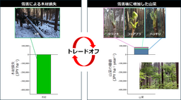 雪害で失われた木材収入を山菜資源が補う可能性