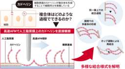 細胞間接着分子がつながる瞬間を膜の上でとらえた